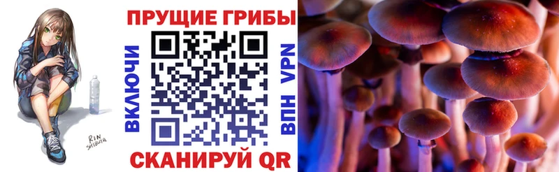 Псилоцибиновые грибы Psilocybine cubensis Нолинск
